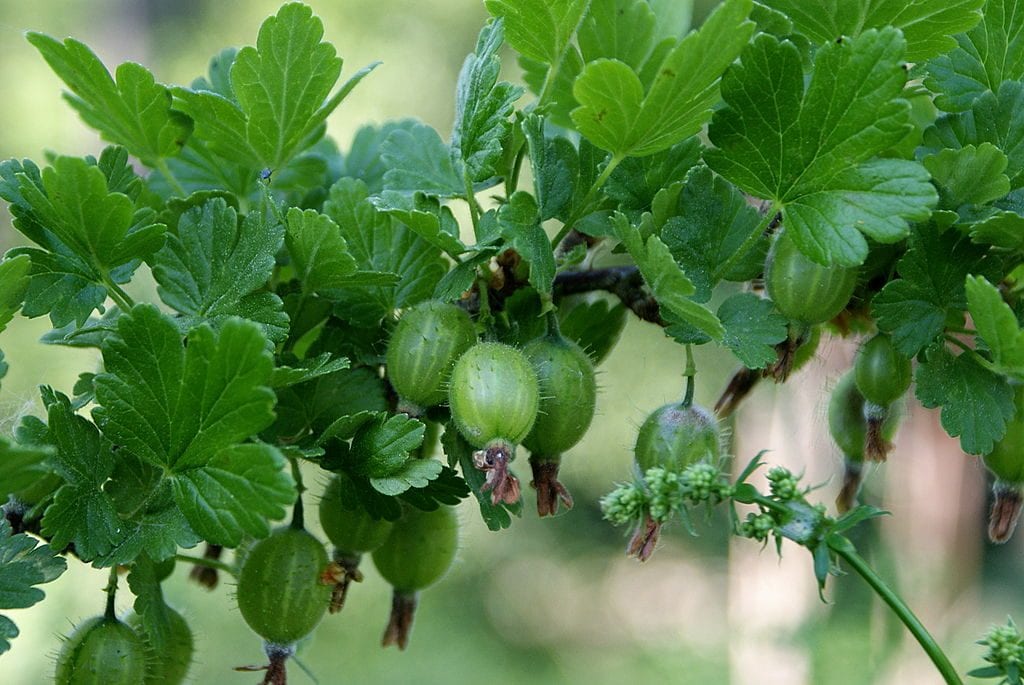Ribes uva crispa