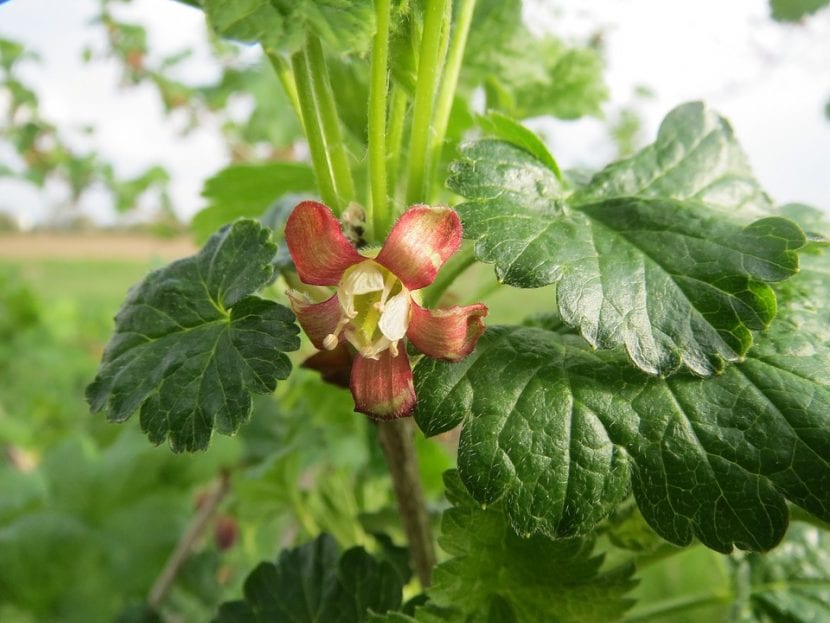 Ribes uva-crispa