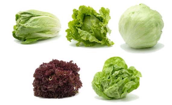 Variedades de lechuga: tipos, épocas y cuál sembrar