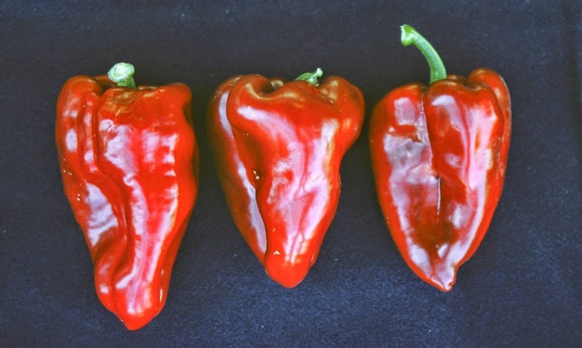 pimientos dulces