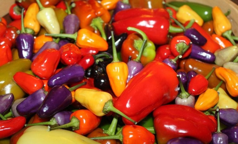 Distintas variedades de pimientos de colores y formas variadas