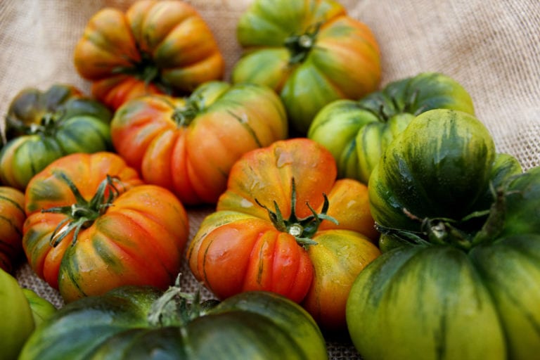Tomate Raf con hombros verdes y forma asurcada