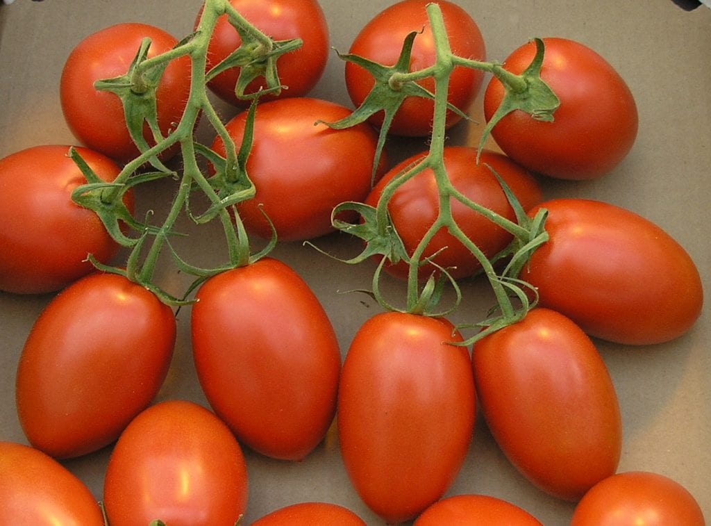Tomate romano