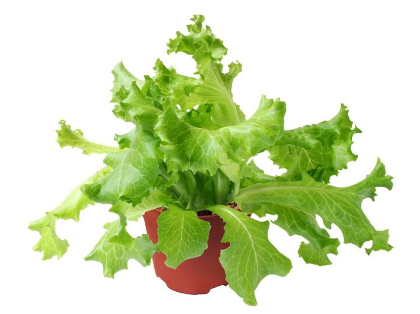 Verduras para cultivar en interior: qué sale y qué no