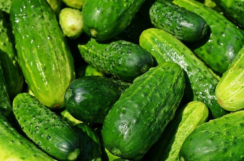el pepino es una fruta