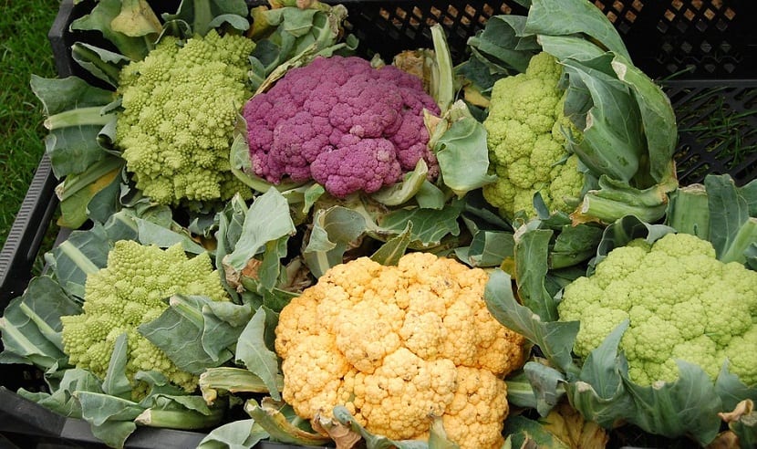 ¿Cuales son los cuidados de la coliflor?
