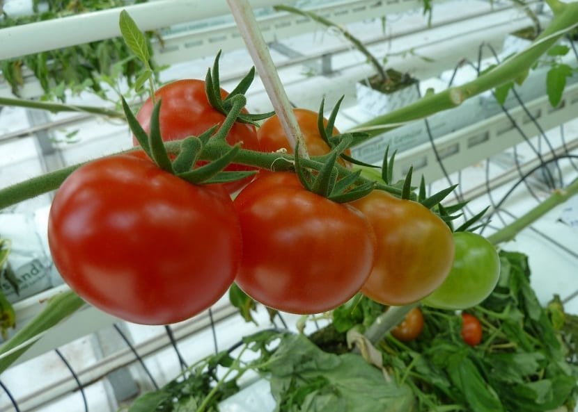 plagas y enfermedades en tomate