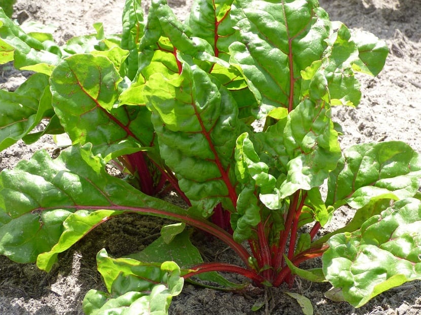 acelgas plantadas en la huerta