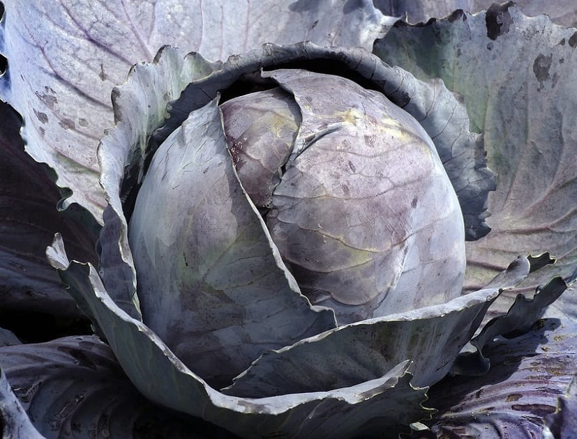 Las enfermedades y plagas de la coliflor