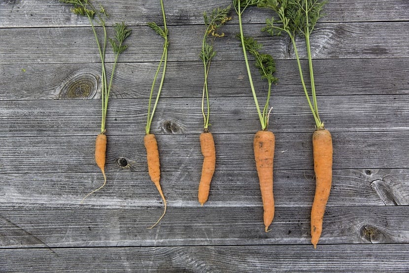 zanahorias de diferentes tamaños