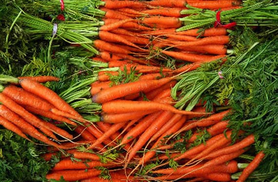 Zanahorias en maceta: profundidad, sustrato y siembra