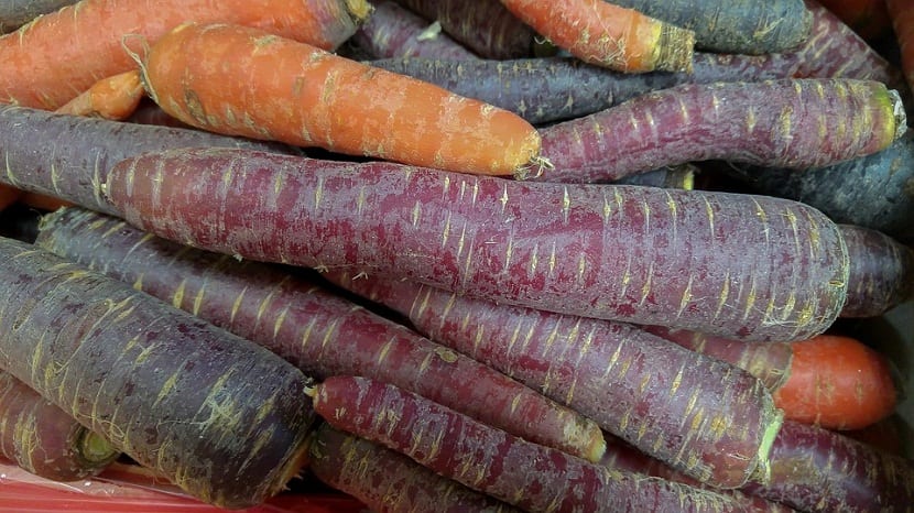 Zanahorias moradas: propiedades reales y cómo cultivarlas