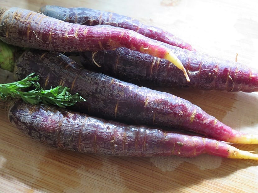 cultivo zanahorias de color morado