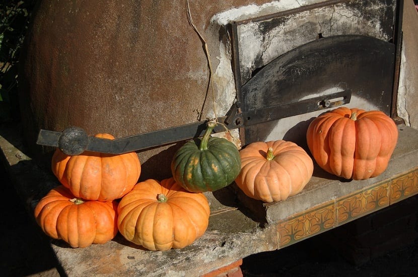 Zapallo (Cucurbita maxima): cultivo, cosecha y curado