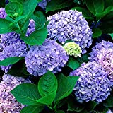 20 pcs Semilla del Hortensia del China,AZX,Flor Hortensia Bonsai,Semillas de Plantas de Jardín,Color Pulpura