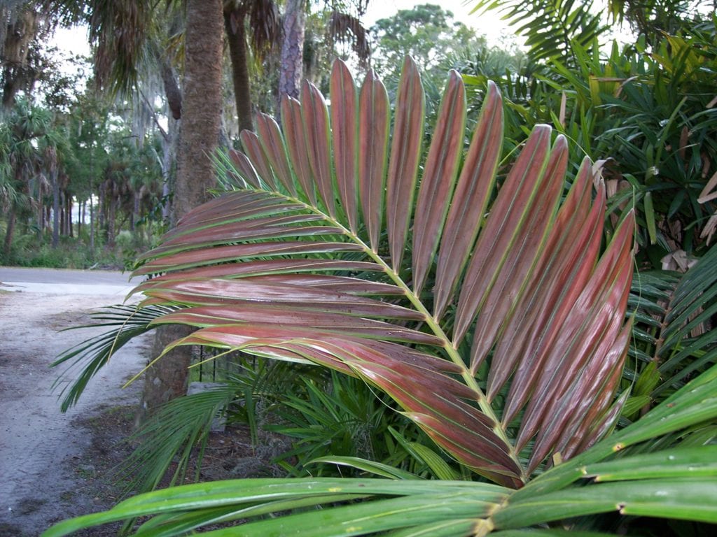 10 palmeras de colección para jardines y terrazas de España