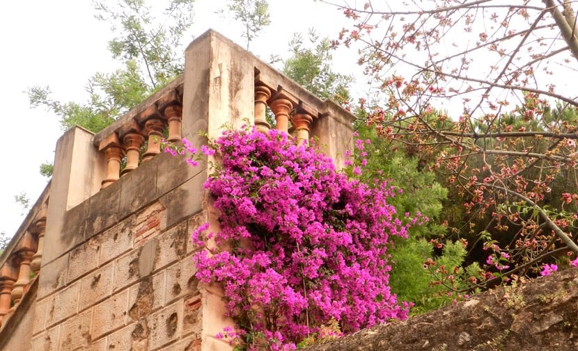 Santa Rita o buganvilla: cuidados, poda y por qué no florece