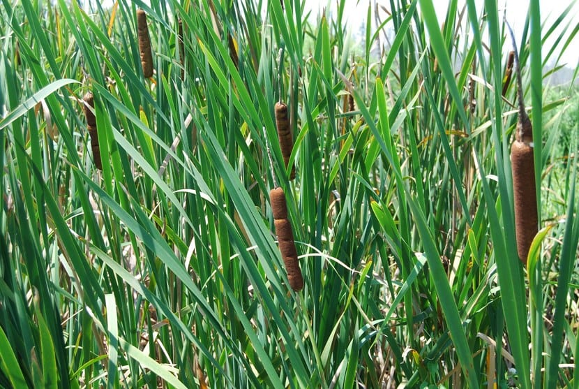 Typha latifolia o Espadaña