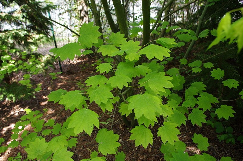 Hojas del Acer circinatum