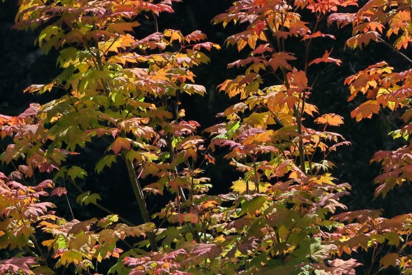 Vista de un Acer circinatum
