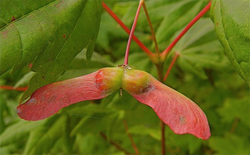 Semillas del Acer circinatum