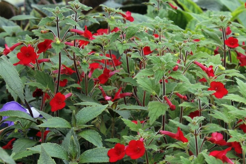 Achimenes erecta