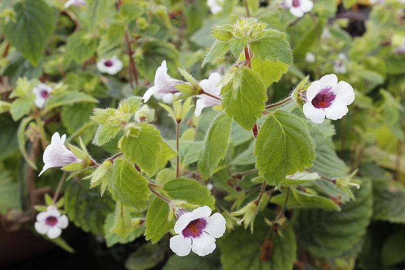 Achimenes misera