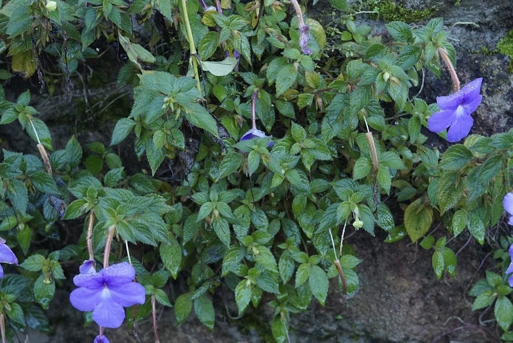 Achimenes grandiflora