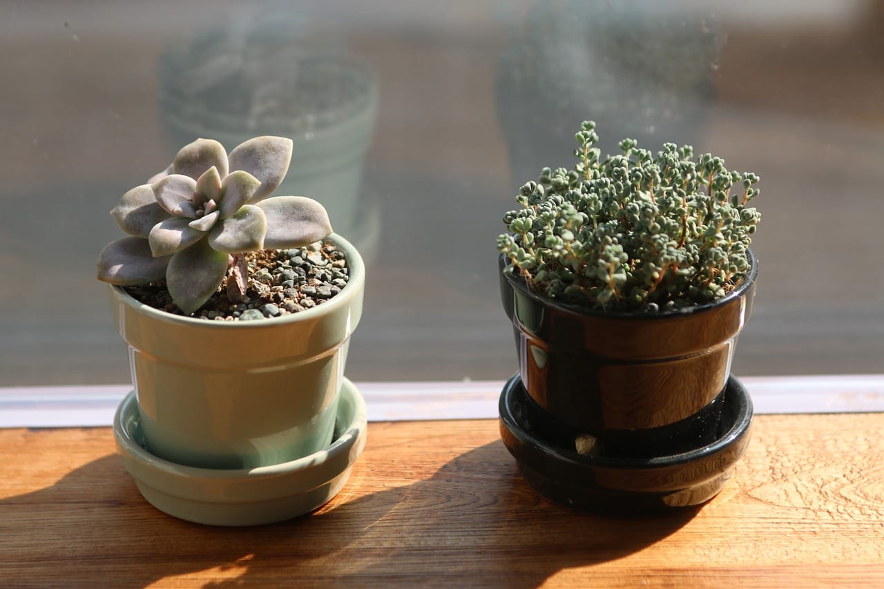 Aclimatar las plantas al sol y al frío sin quemarlas