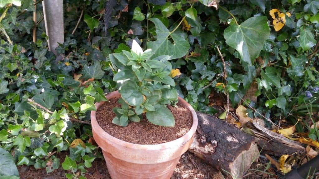 Planta en maceta de barro