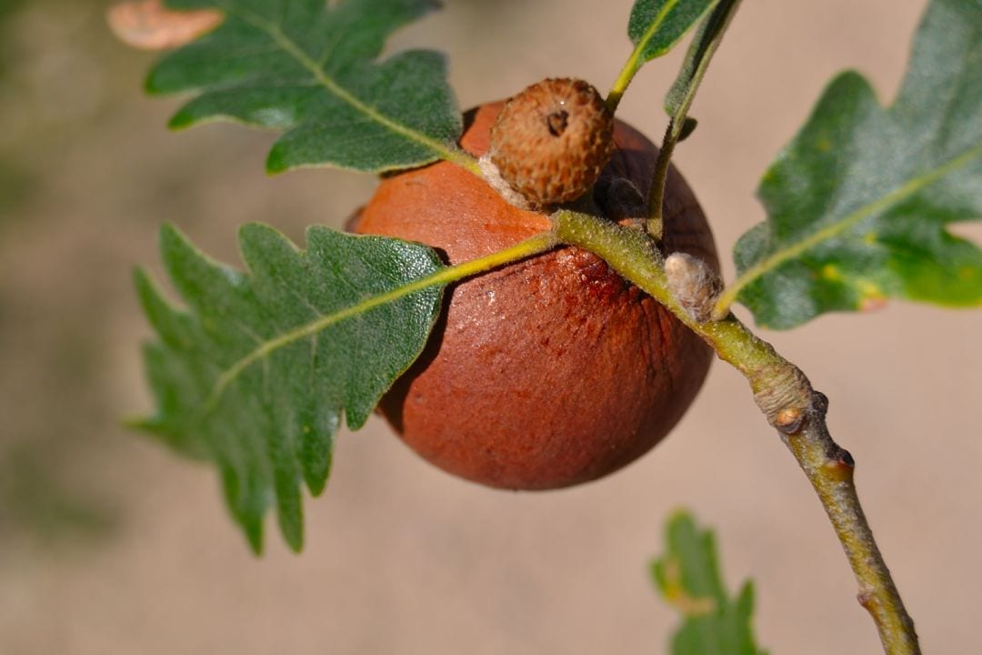 Agallas de roble: qué son, cómo se forman y para qué sirven