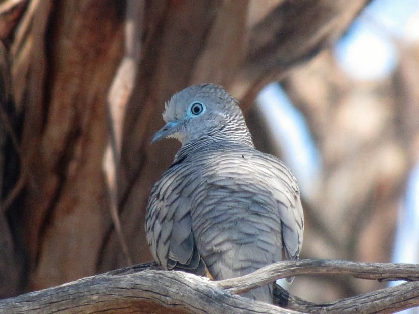 Ahuyentar palomas del jardín y el huerto sin dañarlas