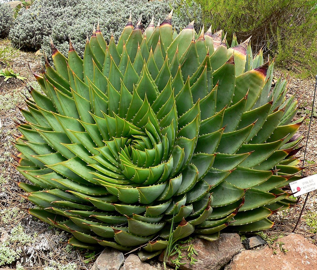 Vista del aloe en espiral