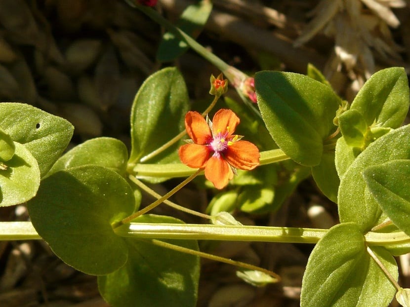 Anagallis Arvensis o Pimpinela Escarlata
