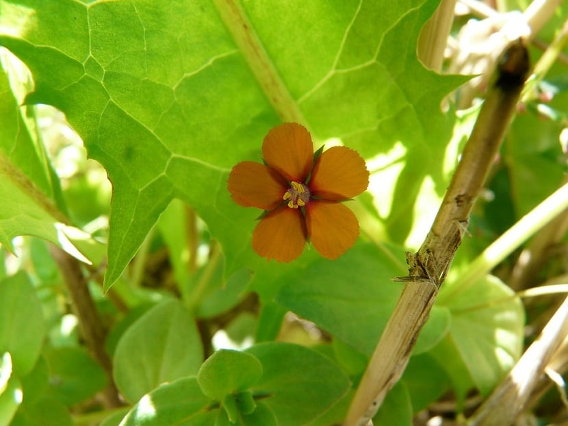 Caracteristicas de la Anagallis Arvensis