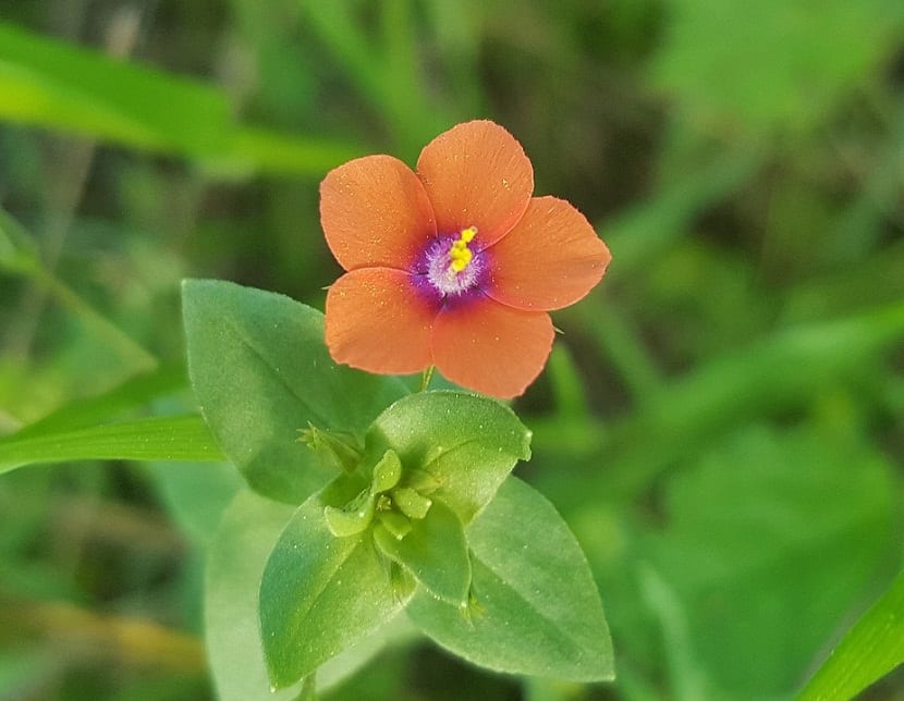 Cuidados de la Anagallis Arvensis