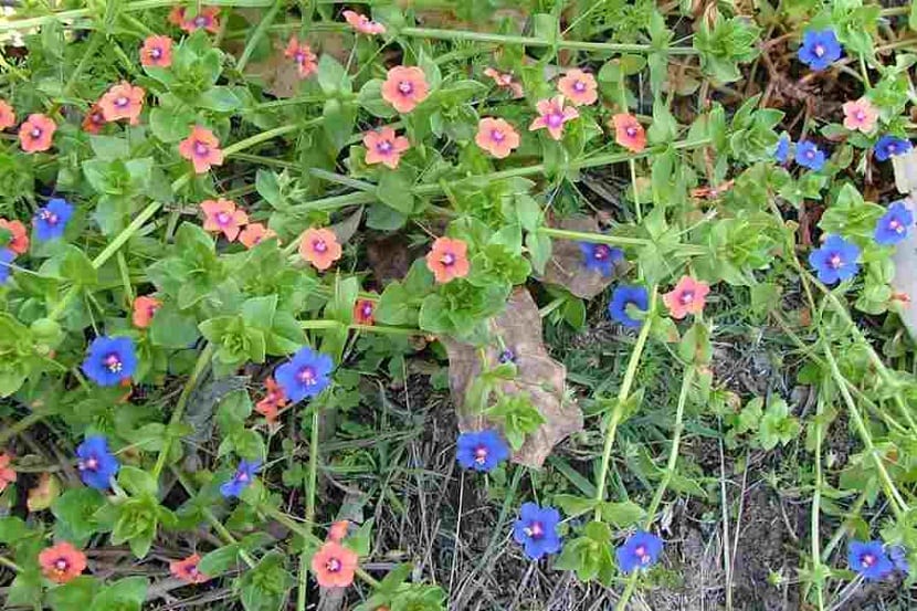 usos de la Anagallis Arvensis 