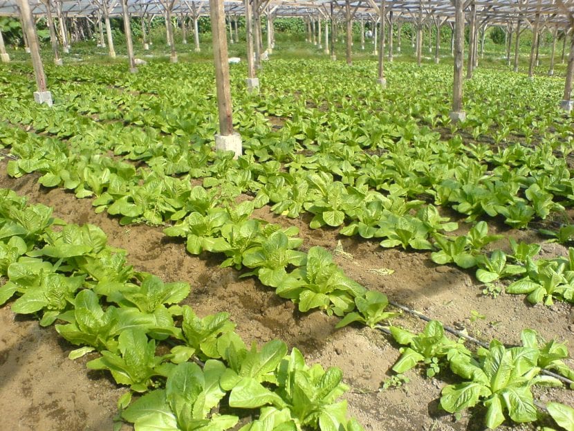 Vista del huerto de lechuga romana
