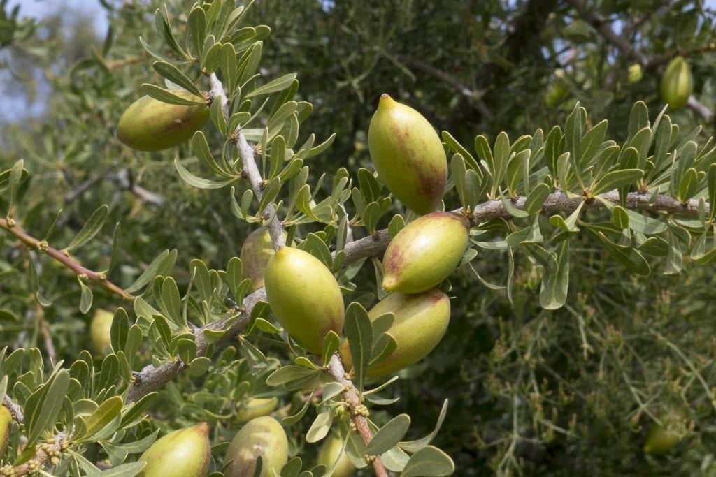 Frutos de la Argania spinosa