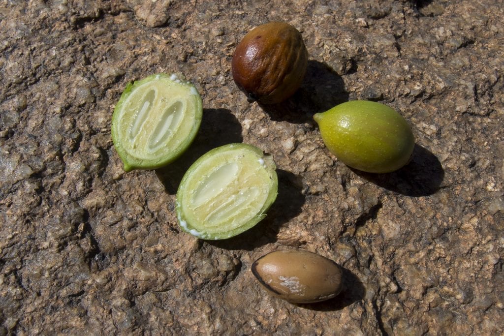 Frutos de la Argania spinosa