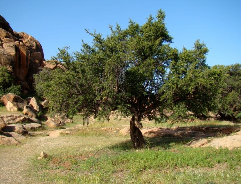Ejemplar adulto de Argania spinosa