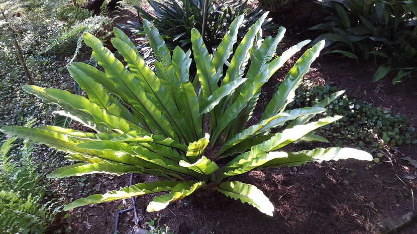 Asplenium nidus