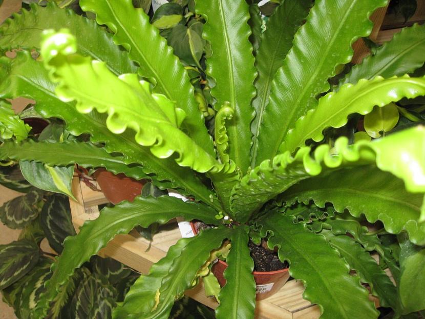 Cuidados del Asplenium nidus
