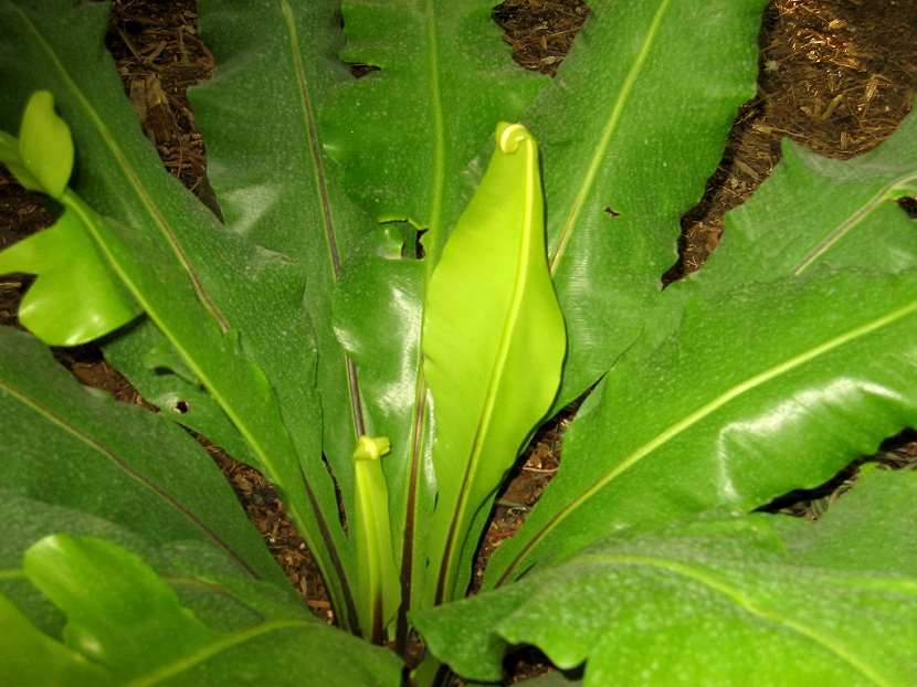 Hojas del Asplenium nidus