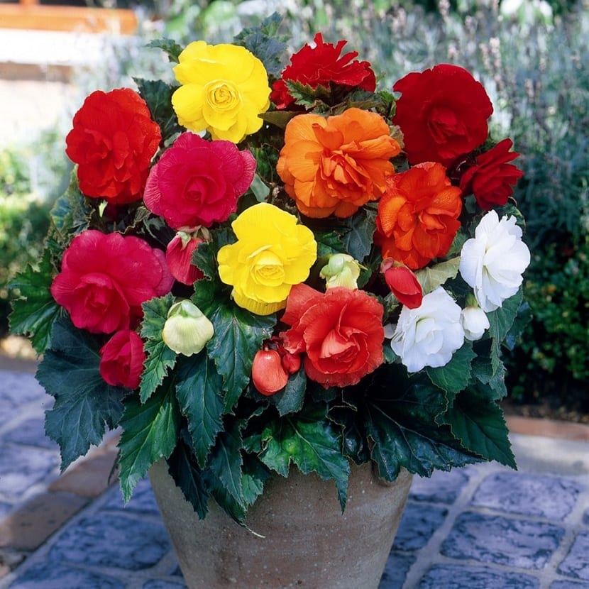 begonia en maceta