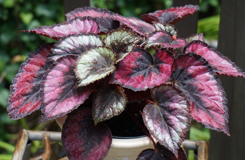 conocida begonia rex