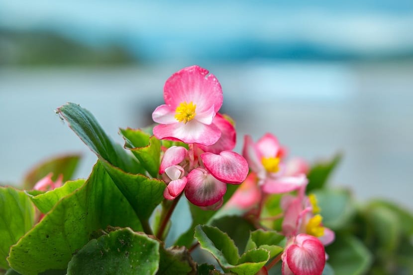 Begonias: tipos, cuidados, riego y plagas más frecuentes