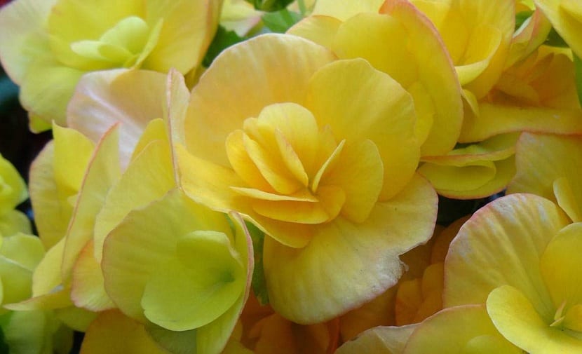 cuidados necesarios de las begonias