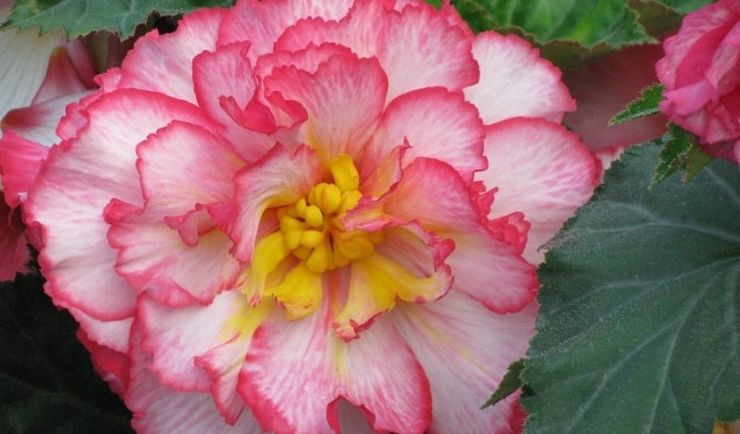 flores de las begonias
