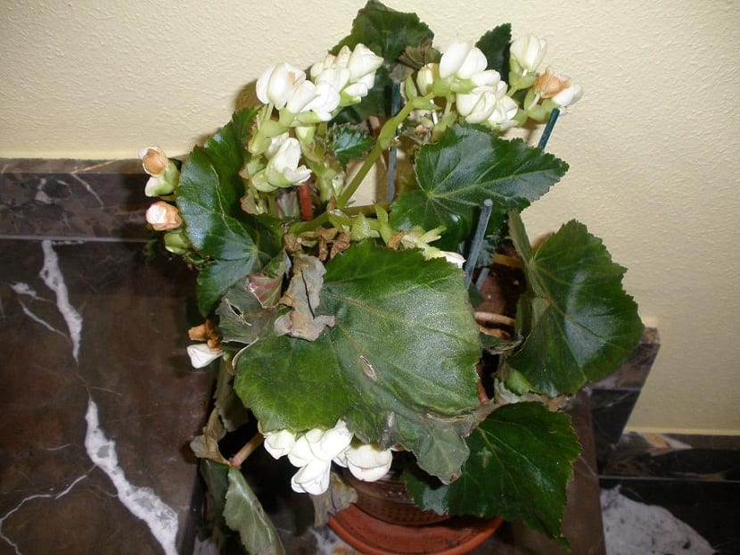 plagas y enfermedades de la begonia